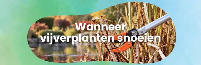 Wanneer vijverplanten snoeien? Zorg voor een gezonde vijver 