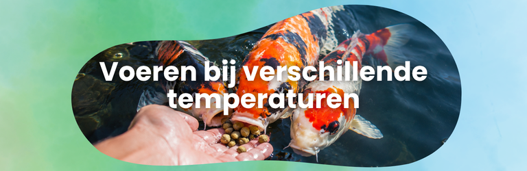 Vijvervissen voeren bij verschillende temperaturen