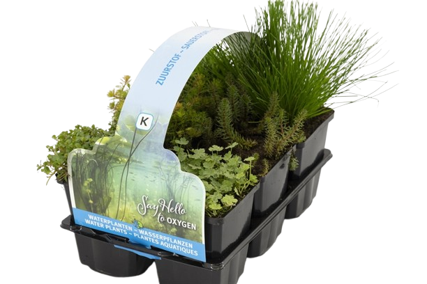 Moerings Zuurstof planten in sixpack