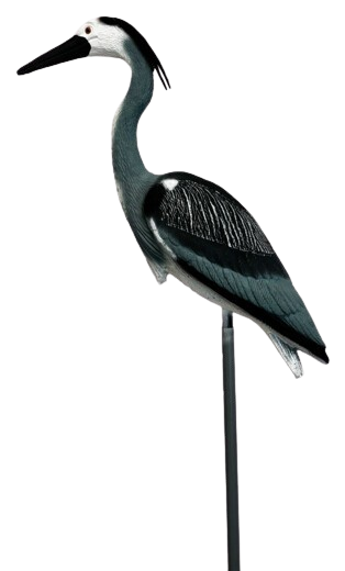 Superfish Reiger S