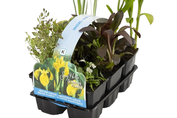 Moerings Inheemse planten in sixpack