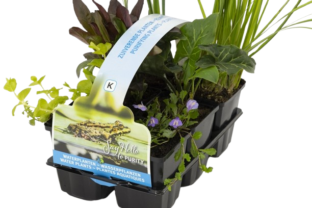 Moerings Zuiverende planten in sixpack