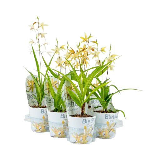 Moerings Bletilla geel 12 cm incl. potcover