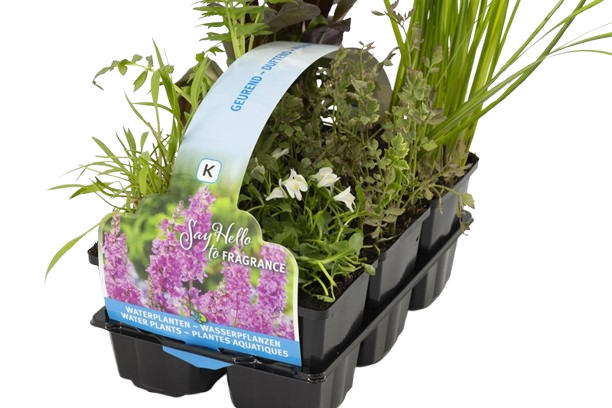 Moerings Geurende planten in sixpack