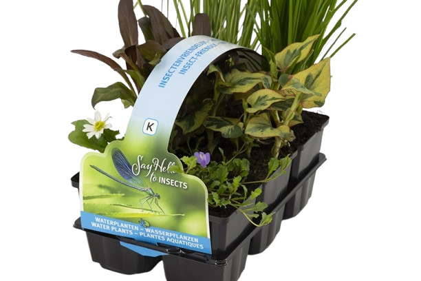 Moerings Insectvriendelijk planten in sixpack