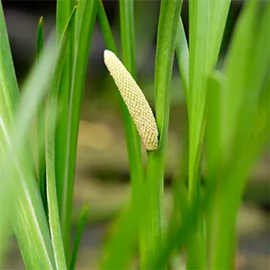 Acorus calamus in vijvermand