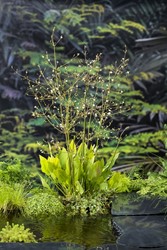 Waterweegbree  / Alisma platago-aquatica