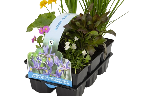 Moerings Bloeiend planten in sixpack