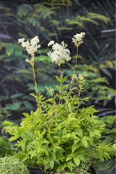 Moeras Spirea / Filipendula ulmaria