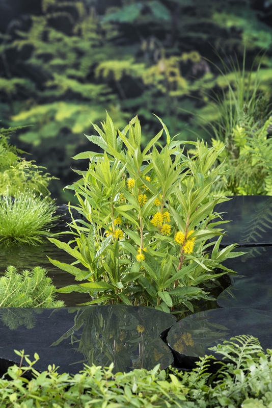 Moerings Moeraswederik / Lysimachia thyrsiflora