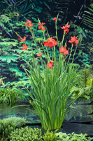 Vijverplanten