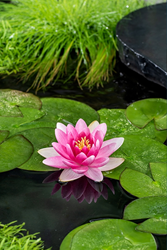 Rode waterlelie / Nymphaea Charles de Meurville’