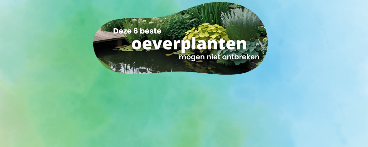 De beste oeverplanten: deze 6 planten mogen niet ontbreken in je vijver