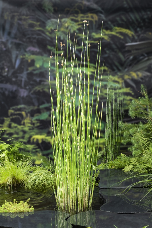 Moerings Bonte bies klaar in vijvermand / Scirpus tabermont 'Zebrinus'