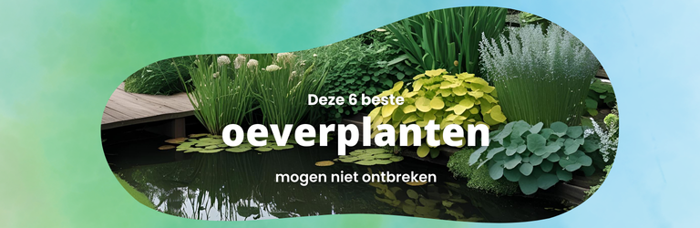 De beste oeverplanten: deze 6 planten mogen niet ontbreken in je vijver