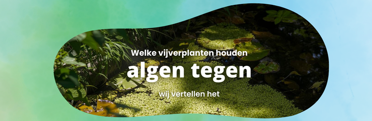 Vijverplanten tegen algen in het voorjaar | Zou houd je je vijver helder 