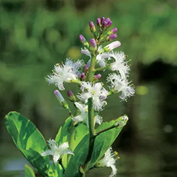 Waterdrieblad klaar in vijvermand / Menyanthes trifoliata
