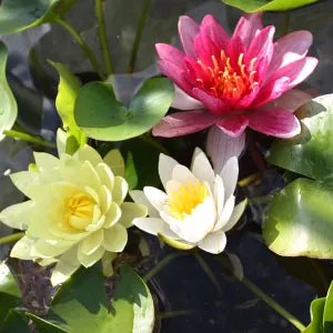 Moerings Waterlelie mix / Nymphaea Mix Trio (per 2 stuks)